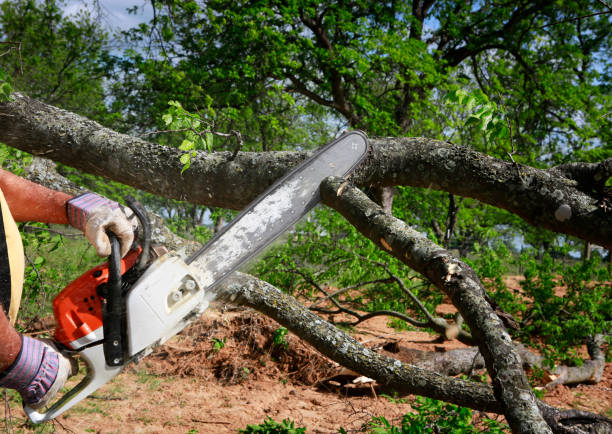 Best Tree Clearing Services  in Shenandoah, LA